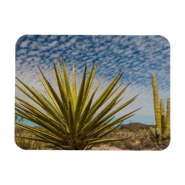 Ímã Yucca no Deserto, México (Horizontal)