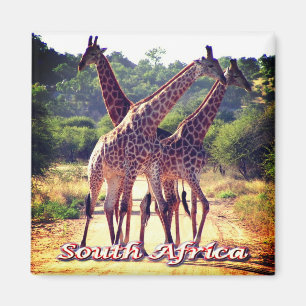 Imã ZA - África do Sul - Girafas
