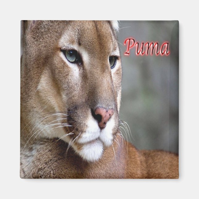 Imã zAR025 ARGENTINA, Puma, frigorífico (Frente)