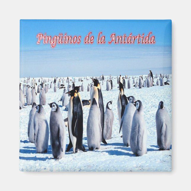 Imã zAR026 - PINGUINS of ANTARCTICA, Argentina, Frigor (Frente)
