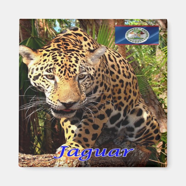 Imã zBZ006 BELIZE, jungles Belizean, Jaguar, Fridge (Frente)