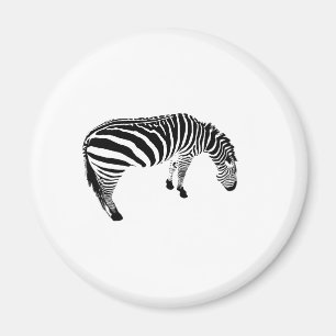 Imã zebra