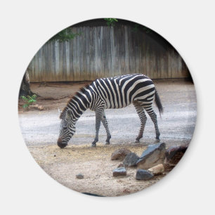 Imã Zebra