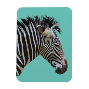 ÍMÃ ZEBRA