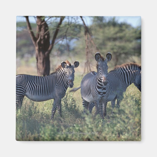 Imã Zebra 2 (Frente)