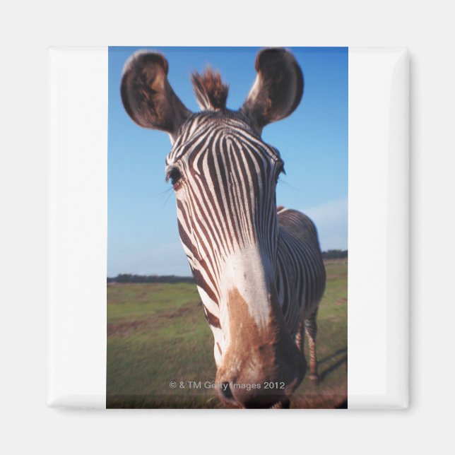 Imã zebra 2 (Frente)