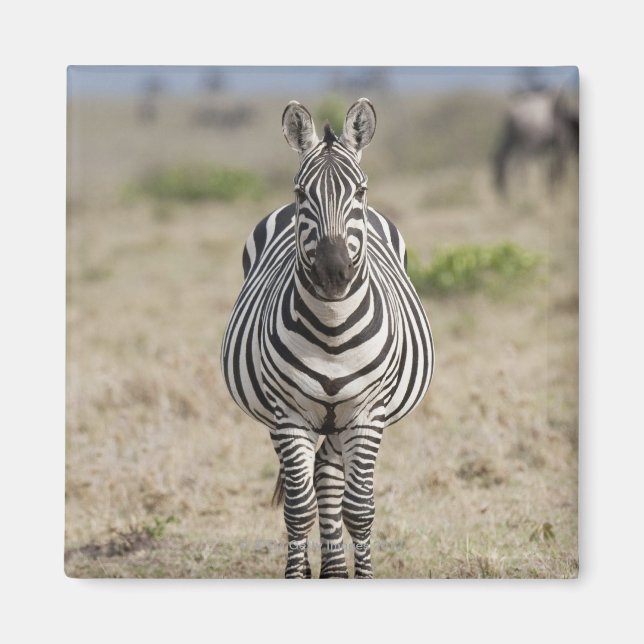 Imã Zebra 2 (Frente)