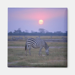 Imã Zebra 3 de Grant