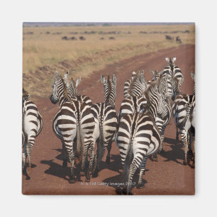 Imã Zebra 4 de Grant