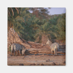 Imã Zebra 5 de Grant