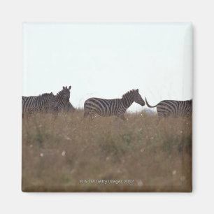 Imã Zebra 7 de Grant