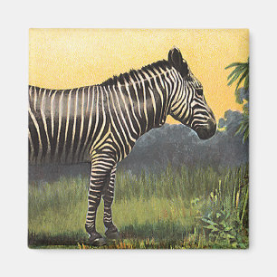 Imã Zebra Antiga na Savana Africana, Animal Selvagem