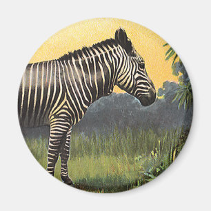 Imã Zebra Antiga na Savana Africana, Animal Selvagem