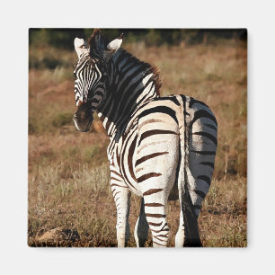 Imã Zebra atrás do ímã