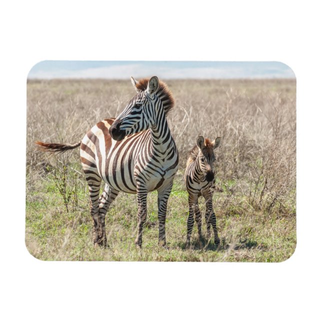 Ímã Zebra e Foal (Horizontal)