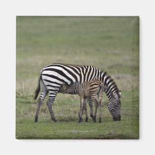 Imã Zebra e potro dos cuidados, Tanzânia