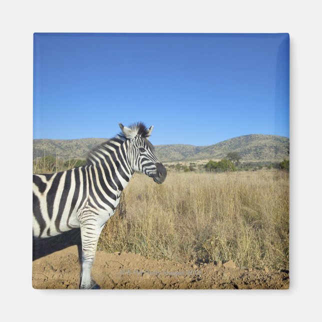 Imã Zebra em plena planície, Parque Nacional Pilansber (Frente)
