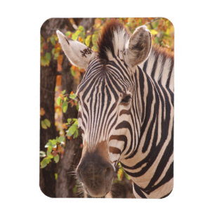 Ímã Zebra em uma floresta mopani