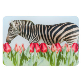 Ímã Zebra entre as Tulipas