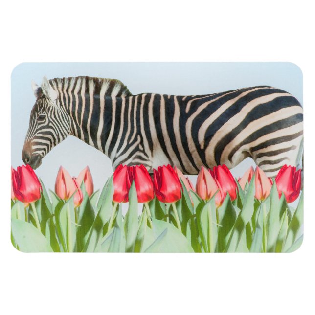 Ímã Zebra entre as Tulipas (Horizontal)