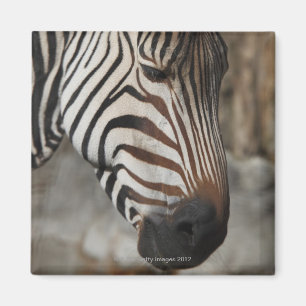 Imã Zebra, fim-acima