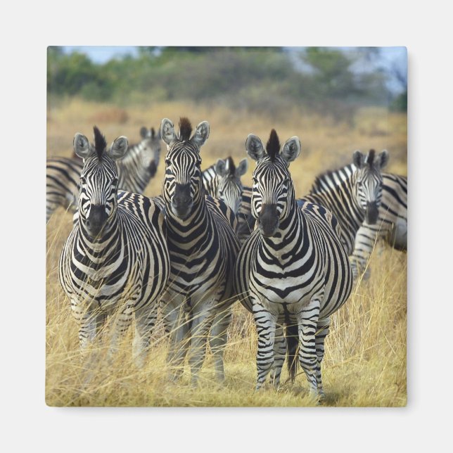 Imã Zebra Herd (Frente)
