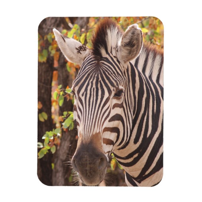 Ímã zebra listrada se fecha em uma foto da floresta de (Vertical)