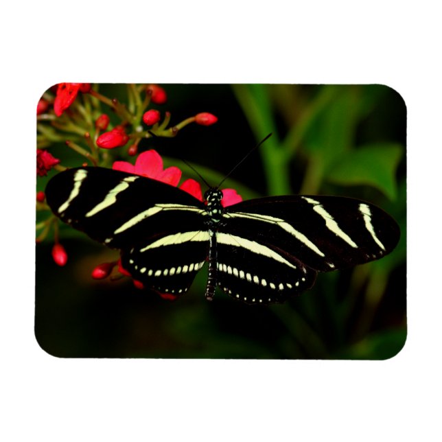 Ímã Zebra Long-Wing em flores (Horizontal)