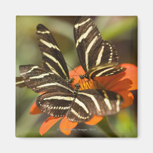 Imã Zebra Longwing (charitonia do heliconius) na flor