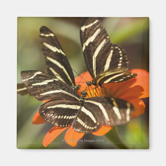 Imã Zebra Longwing (heliconius charitonia) na flor (Frente)