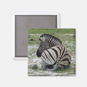 Imã Zebra Magnet