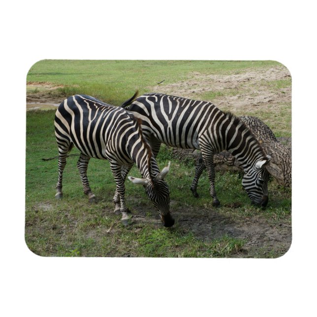 Ímã Zebra nº 2 Magnet (Horizontal)