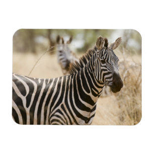 Ímã Zebra no Parque Nacional de Meru, Quênia.