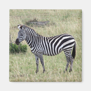 Imã zebra orgulhosa