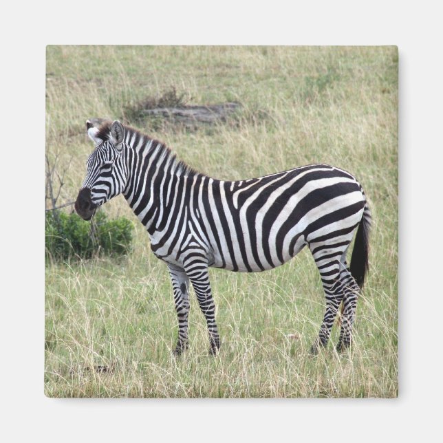 Imã zebra orgulhosa (Frente)