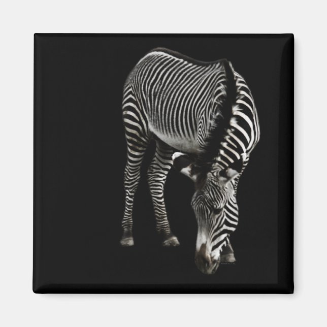 Imã Zebra P4435 Magnet (Frente)