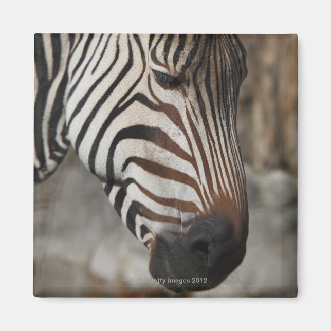Imã Zebra, perto (Frente)