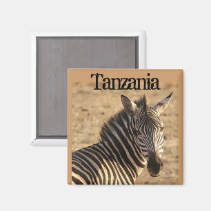 Imã Zebra, savana tanzaniano