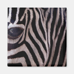 Imã Zebra Stripes