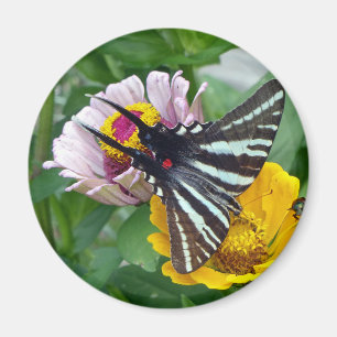 Imã Zebra Swallowtail+Besouro japonês