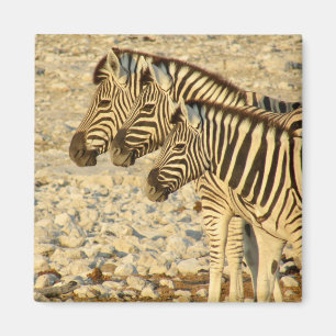 Imã zebra trio