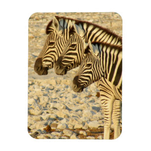Ímã zebra trio