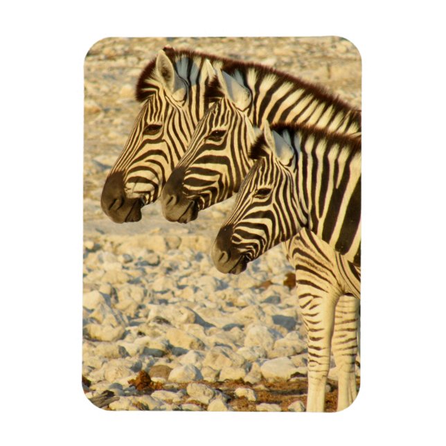 Ímã zebra trio (Vertical)