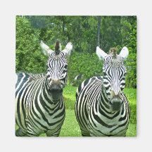 Zebra Zen: A Beleza da Vida Selvagem em Movimento