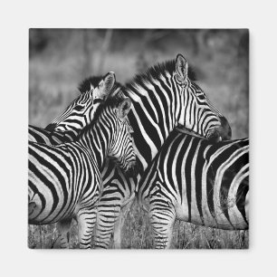 Imã Zebras