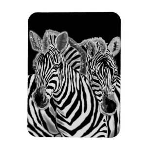 Ímã Zebras