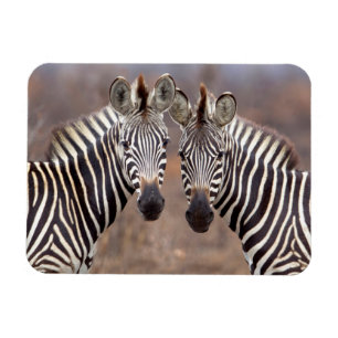 Ímã Zebras-comuns, Parque Nacional Kruger