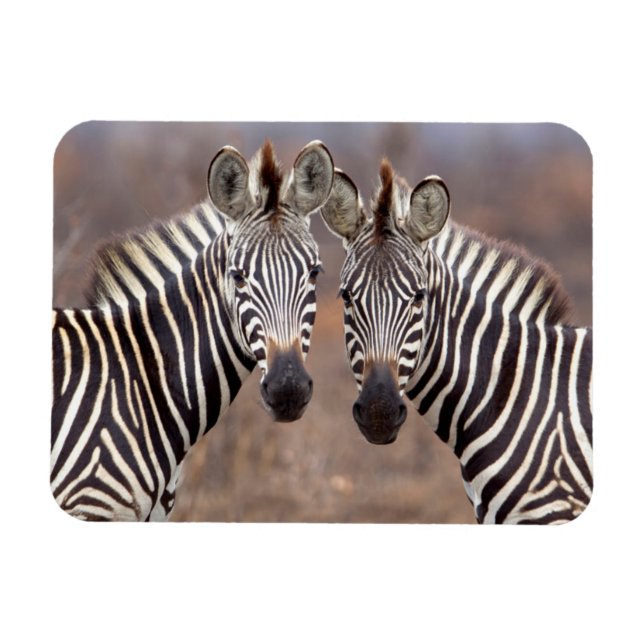 Ímã Zebras-comuns, Parque Nacional Kruger (Horizontal)