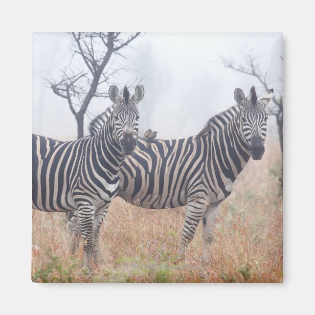Imã Zebras na poeira matinal, Nacional Kruger (Frente)