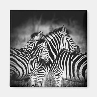 Imã Zelo de Zebra